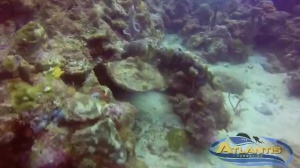 Video of the The Cousteau reserve after hurricane Maria’s visit