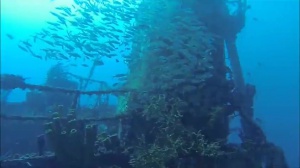 Discover the Cousteau Marine Park, its wildlife and outstanding marine life!