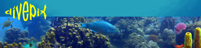 Video of the The Cousteau reserve after hurricane Maria’s visit Video of the The Cousteau reserve after hurricane Maria’s visit