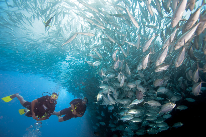 Scuba Diving Cousteau MArine Park Scuba Diving Cousteau MArine Park
