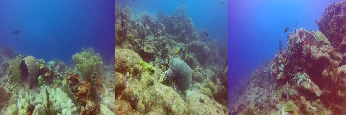 Cousteau reserve: Aquarium, post-Maria