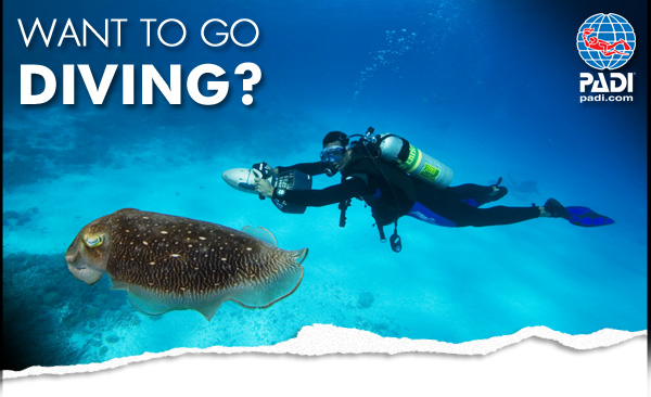 Discover Scuba Diving Guadeloupe
