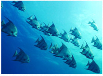 Platax de la reserva Cousteau Platax de la reserva Cousteau