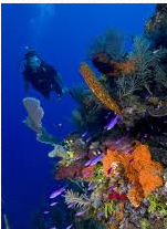 Realizad vuestro PADI ADVENTURE/ADVANCED en Guadeloupe con Atlantis Formation