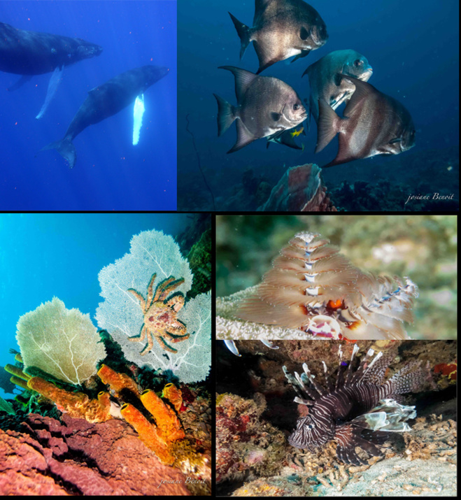 Begegnungen im Cousteau Marine Park Begegnungen im Cousteau Marine Park