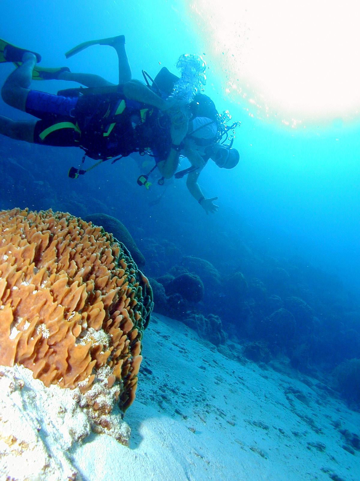 Stagiaire MF1 dabs les SCA Stagiaire MF1 dabs les SCA