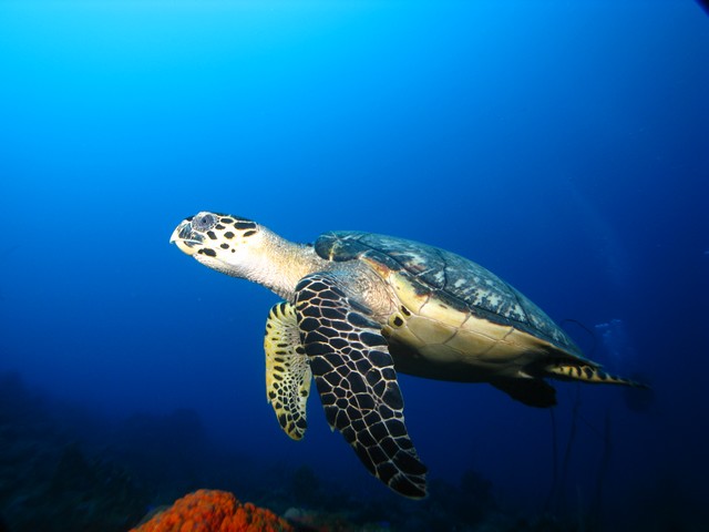 Confinement: quels bienfaits pour la Réserve Cousteau ?