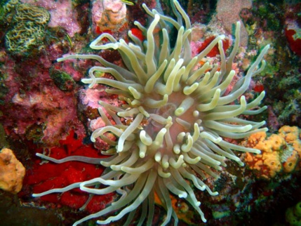 Confinement: quels bienfaits pour la Réserve Cousteau ? Confinement: quels bienfaits pour la Réserve Cousteau ?