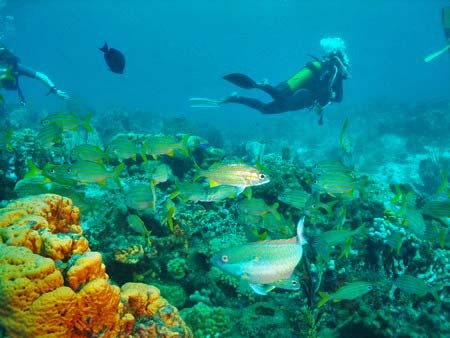 Atlantis Formation Guadeloupe Atlantis Formation Guadeloupe