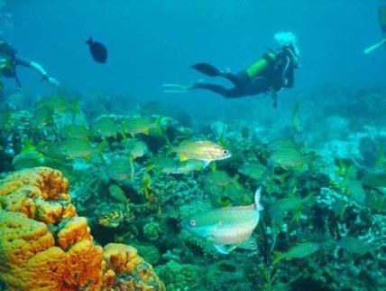 Découvrez la réserve Cousteau, sa faune et sa flore marines exceptionnelles !