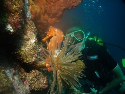 Découvrez la réserve Cousteau, sa faune et sa flore marines exceptionnelles !