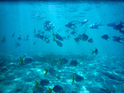 Tarifs plongée Guadeloupe