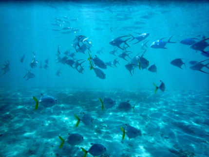 Tarifs plongée Guadeloupe Tarifs plongée Guadeloupe