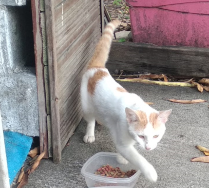 Nouvelle mascotte au club : Foui Foui, le chat d'Atlantis Formation Nouvelle mascotte au club : Foui Foui, le chat d'Atlantis Formation