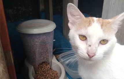 Nouvelle mascotte au club : Foui Foui, le chat d'Atlantis Formation Nouvelle mascotte au club : Foui Foui, le chat d'Atlantis Formation