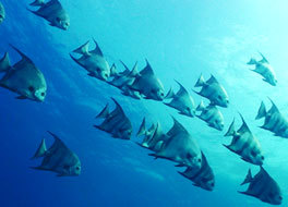 Passer votre PADI Scuba Diver en Guadeloupe avec Atlantis Formation