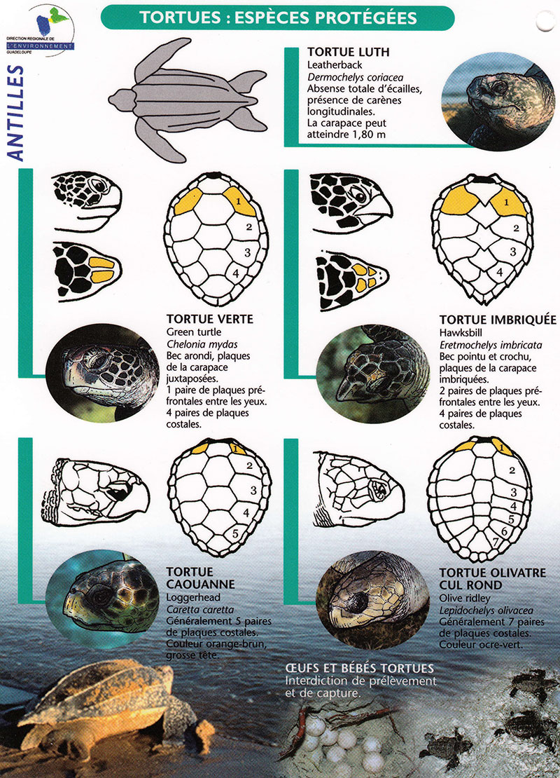 Voir les tortues en Guadeloupe Voir les tortues en Guadeloupe