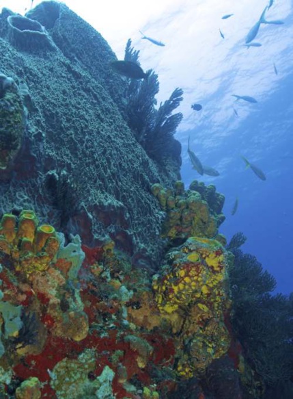 Journée Sec Pâté et Terre de Haut les Saintes! rv à 7h le 1/09/2024 Journée Sec Pâté et Terre de Haut les Saintes! rv à 7h le 1/09/2024