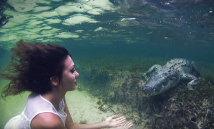 Plongée crocodile Plongée crocodile