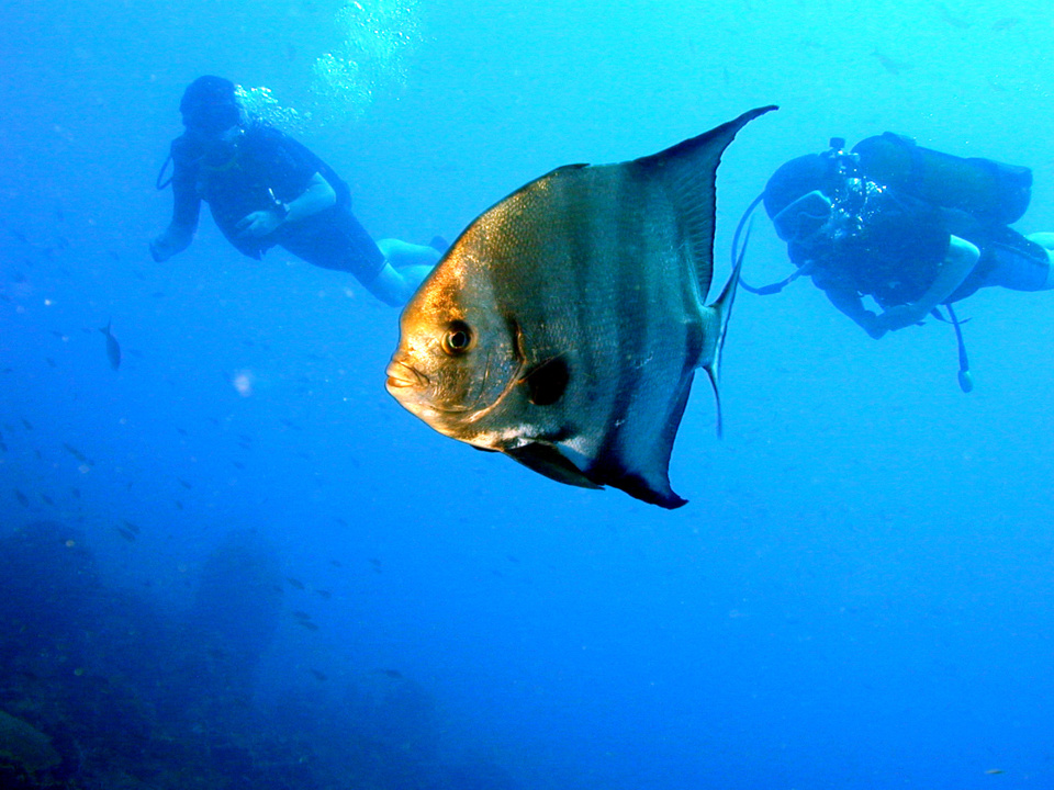 Plongée au Jardin de Corail dans la Réserve Cousteau