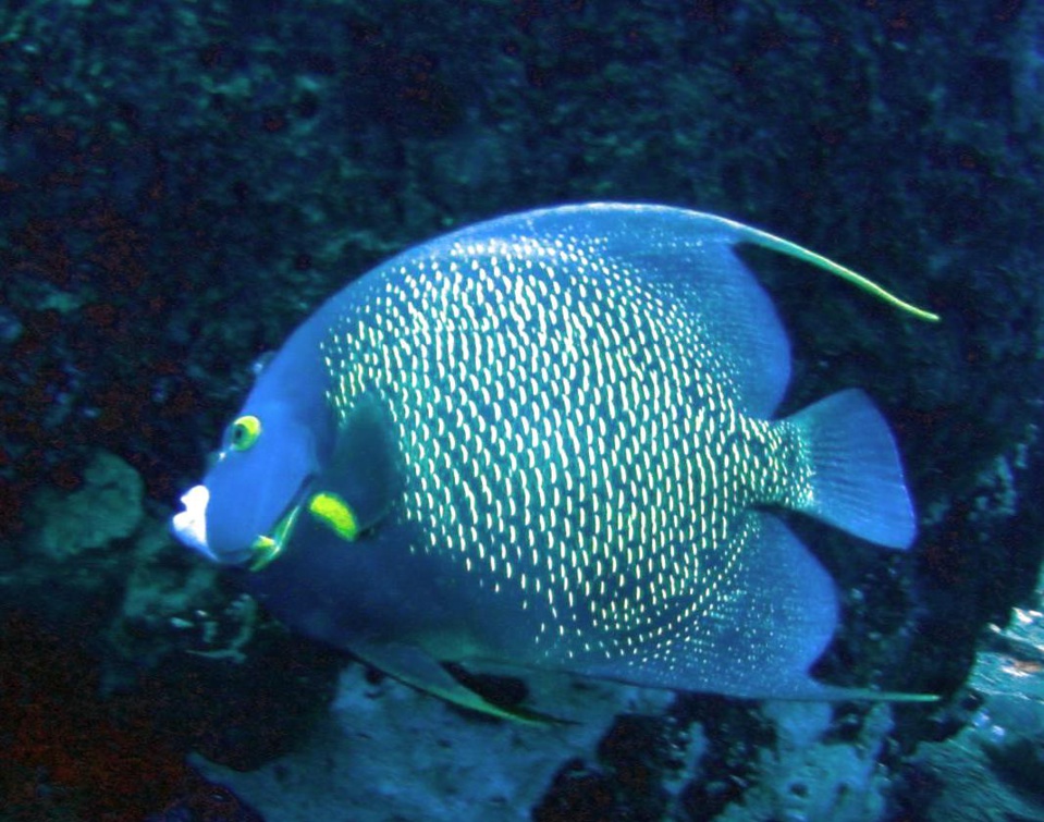 Poisson Ange Français Jardin de Corail (French angel fish) Pomacanthus paru