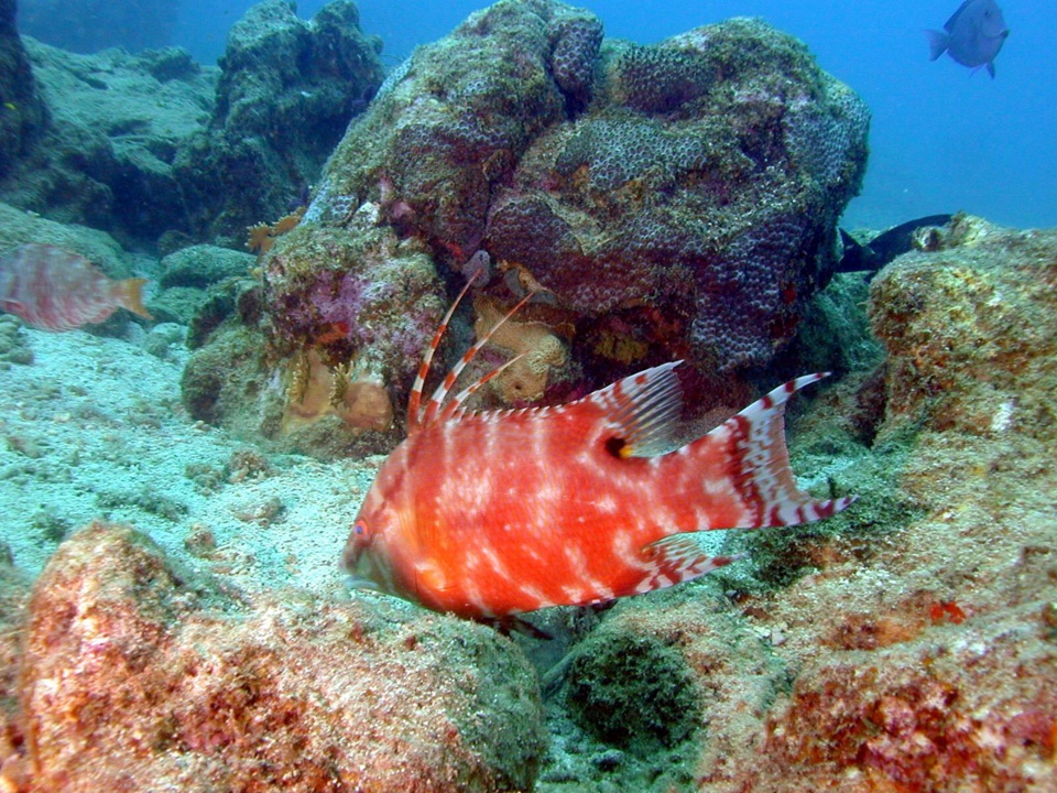 Poisson Capitaine jardin de Corail (Hogfish) Lachnolaimus maximus