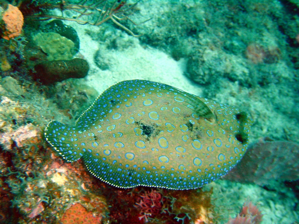 Sole carrelet Jardin de Corail (Peacock Flounder) Bothus Lunatus