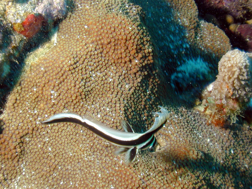 Chevalier ponctué juvénile Jardin de Corail (Jackknife Fish) Equetus Lanceolatus