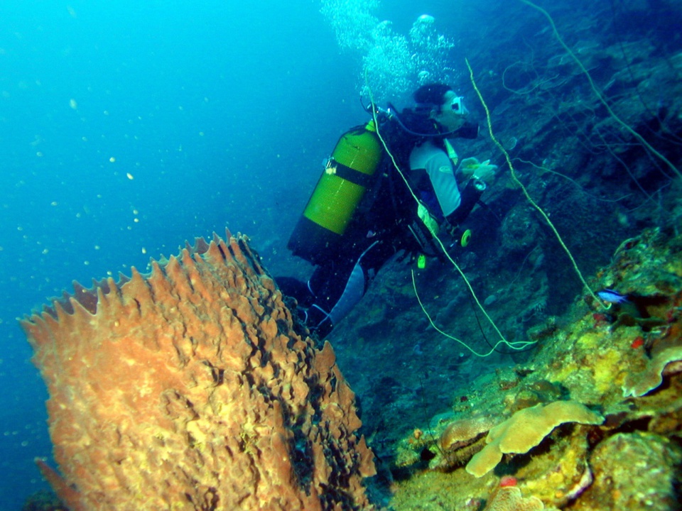 Eponge Barrique Jardin de corail (Netted Barrel Sponge)