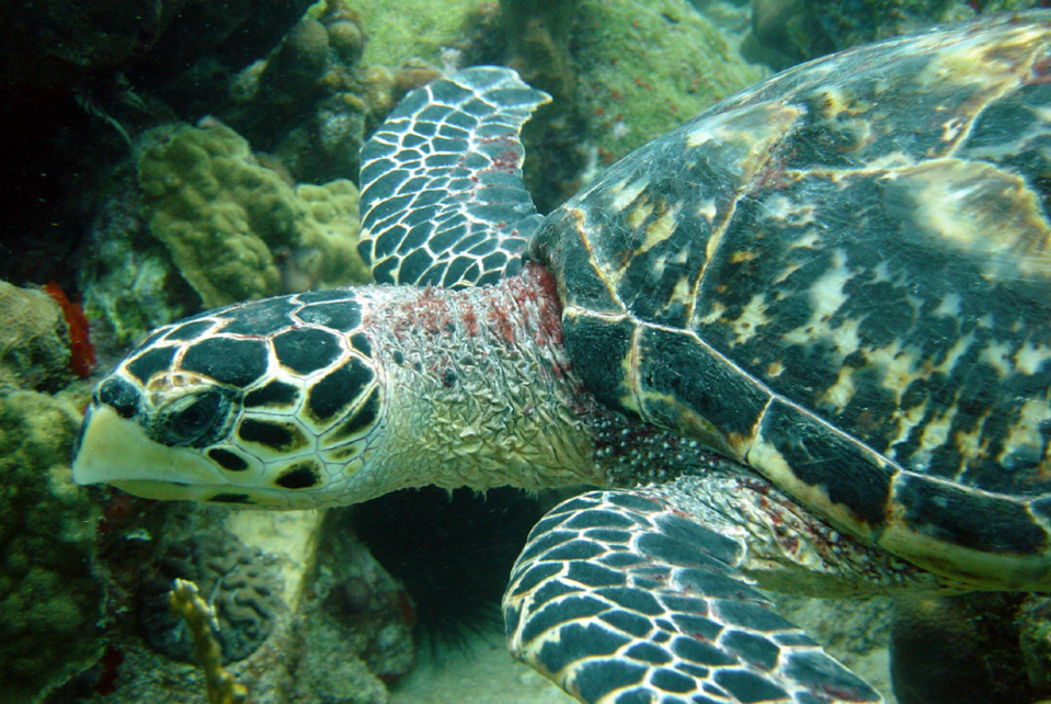 Tortue Jardin de Corail