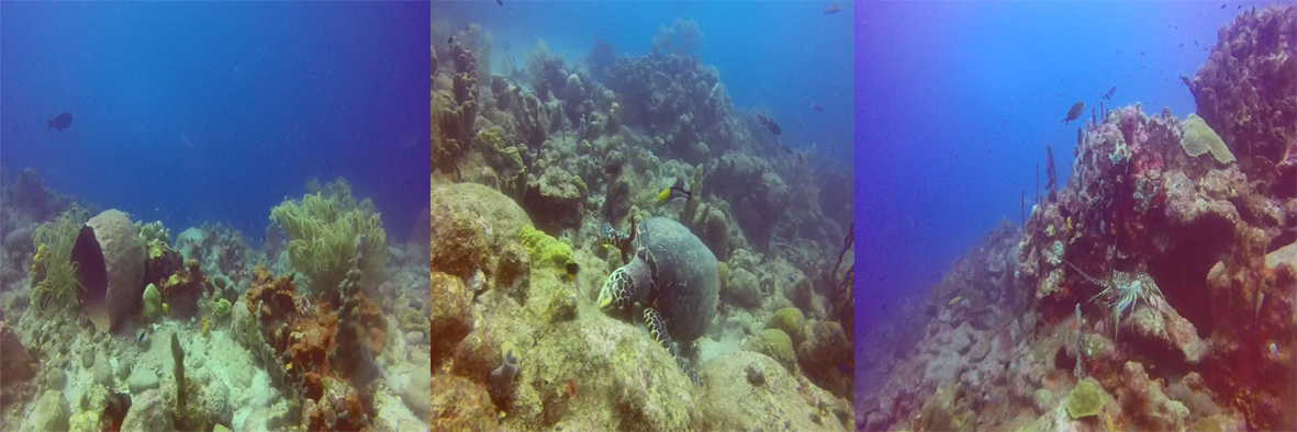 Réserve Cousteau : Aquarium après Maria