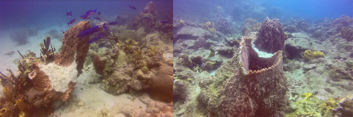 Le Jardin de Corail après Maria