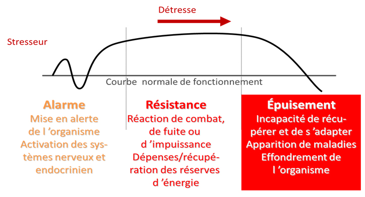 les phases du stress