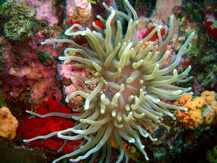 Confinement: quels bienfaits pour la Réserve Cousteau ? Confinement: quels bienfaits pour la Réserve Cousteau ?