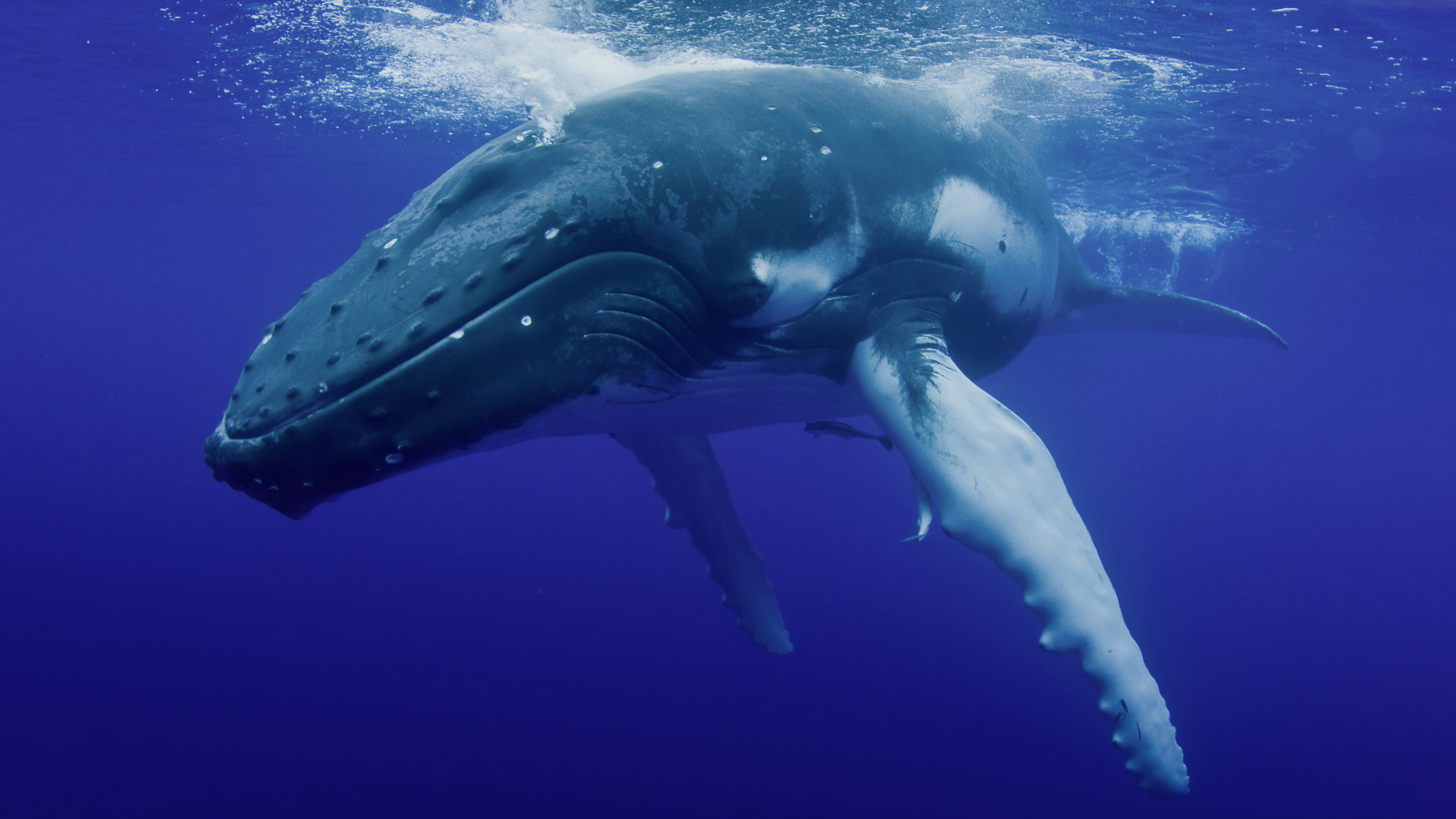 Le chant des baleines