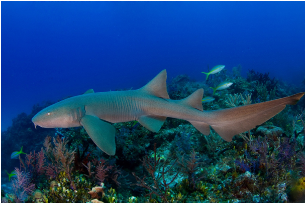 Rare vidéo d'une plongée avec un requin en Guadeloupe !