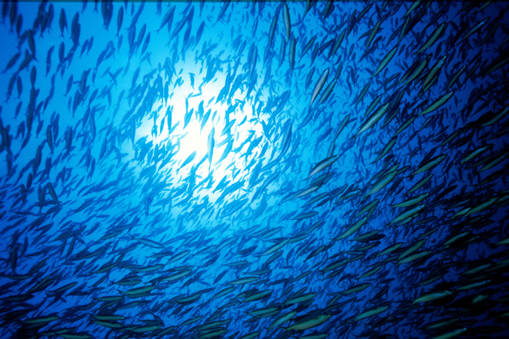 exploration plongée dans la réserve Cousteau