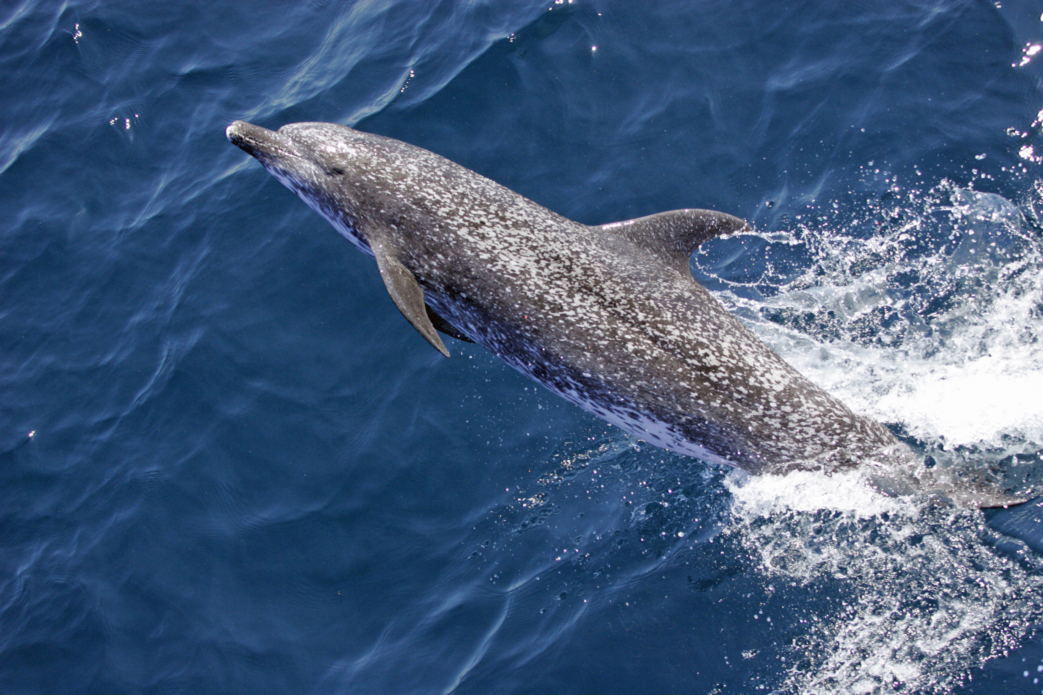 Nager dauphin Guadeloupe