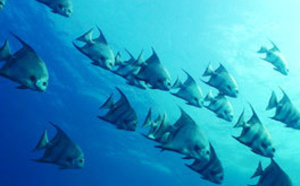 Passer votre PADI Scuba Diver en Guadeloupe avec Atlantis Formation