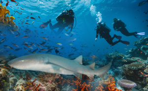 Y'A-T-IL DES REQUINS EN GUADELOUPE ? VAIS-JE VOIR DES REQUINS EN PLONGEE ?