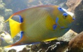 ANGE_R - Copie ANGE_R - Copie