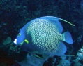 ANGE_F - Copie ANGE_F - Copie