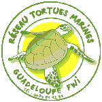 membre réseau tortues marines guadeloupe membre réseau tortues marines guadeloupe