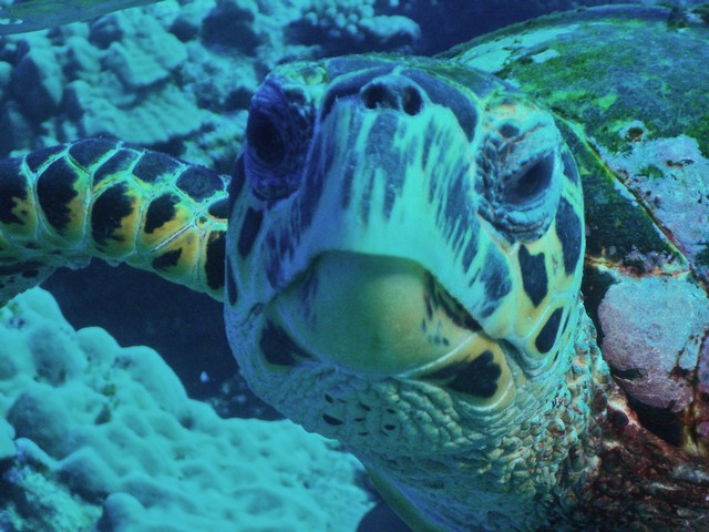 tortue