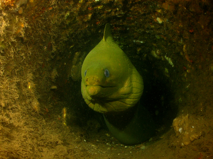 murène du franjack murène du franjack