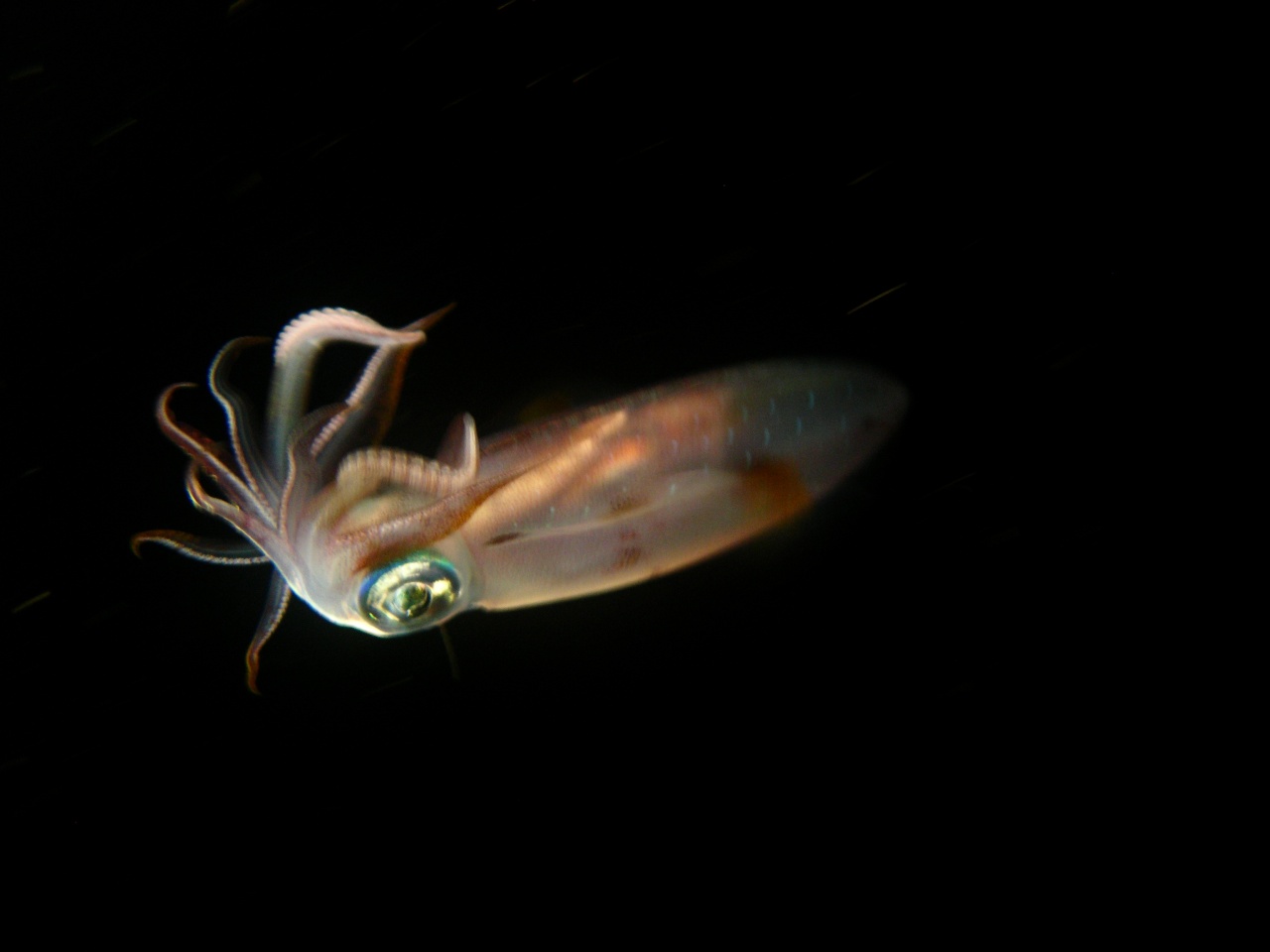 calamard de nuit calamard de nuit