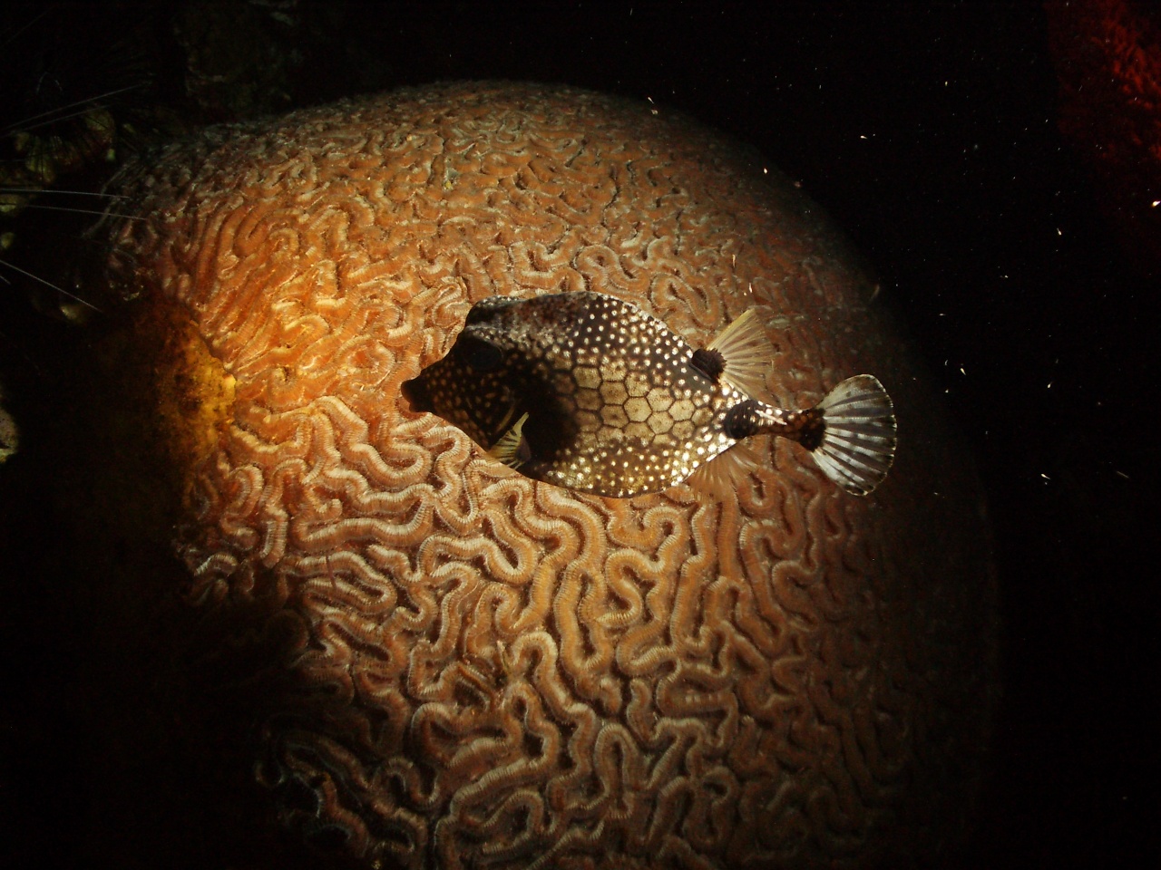 poisson coffre de nuit poisson coffre de nuit
