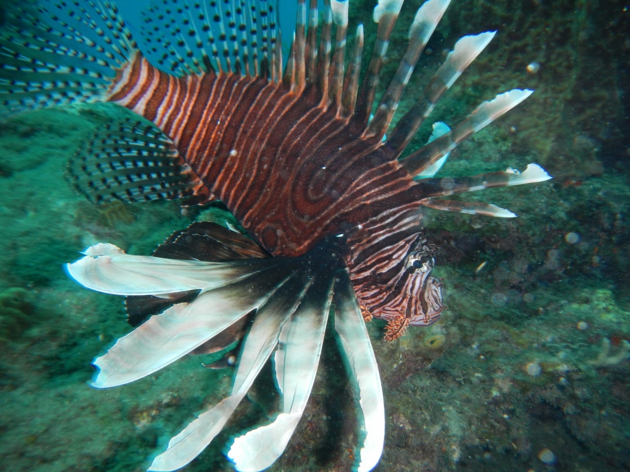 poisson lion poisson lion